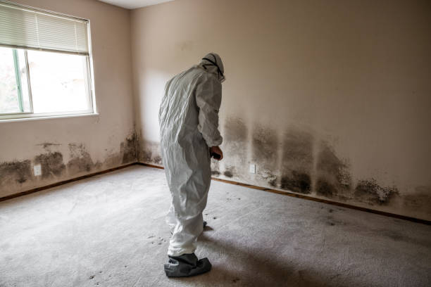 Best Emergency Mold Remediation in Lansing, MI